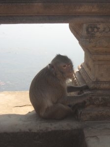 Monkey outside Angkor Wat