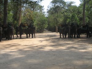 Elephants outside Bayon