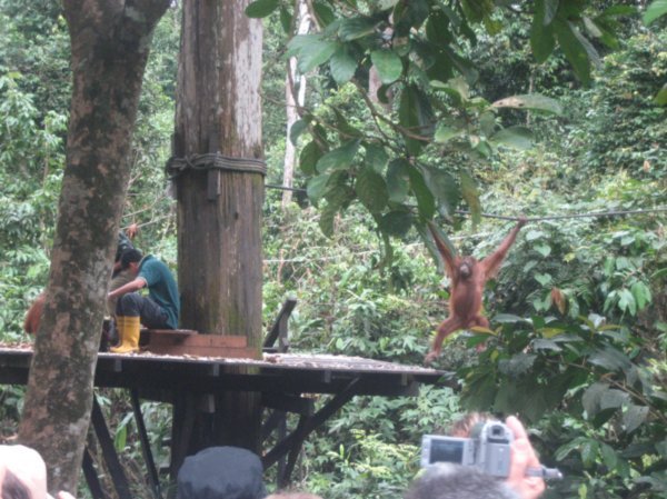 Orang-utans at the rehab centre