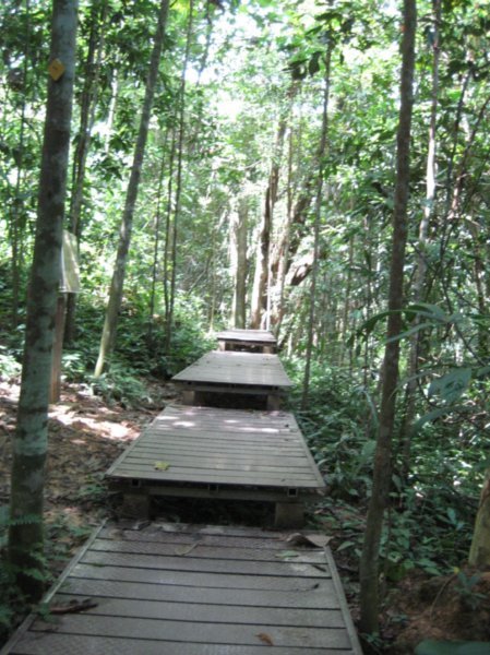 Jungle Walkways