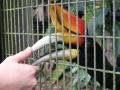 Bill harassing the birds at Jurong Bird Park