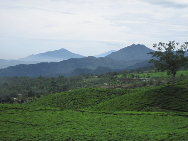 The largest tea plantation in Java