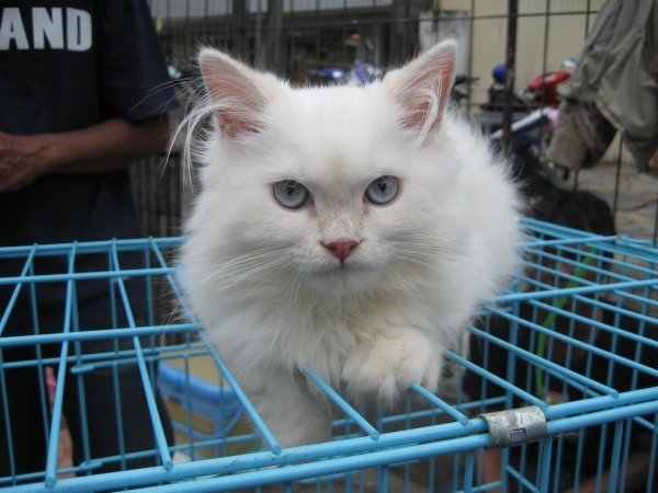 Cat for sale on Jln Merdeka