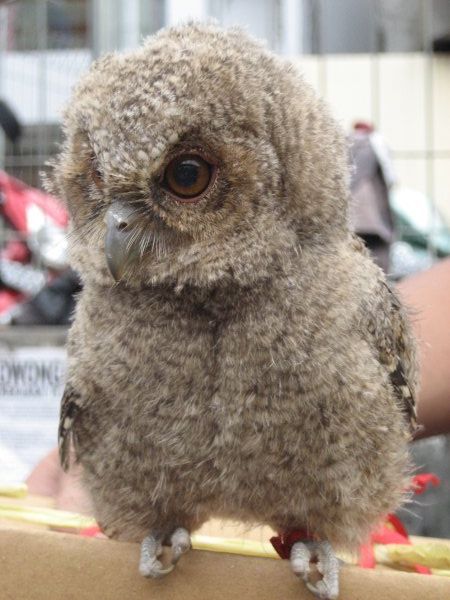 Owl for sale on Jln Merdeka