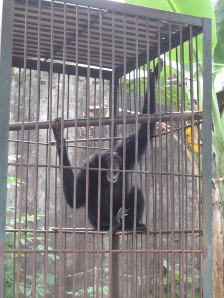 Poor gibbon in a cage that was way way too small :(
