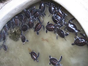 Sea turtles!