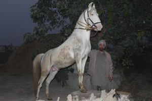 Mr. Singh and his Stallion