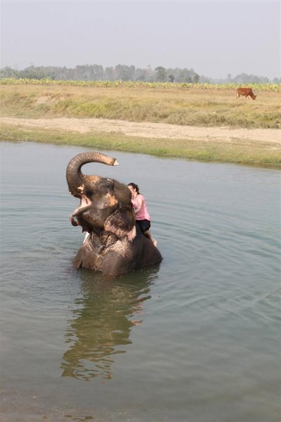 Elephant bathing Bianca