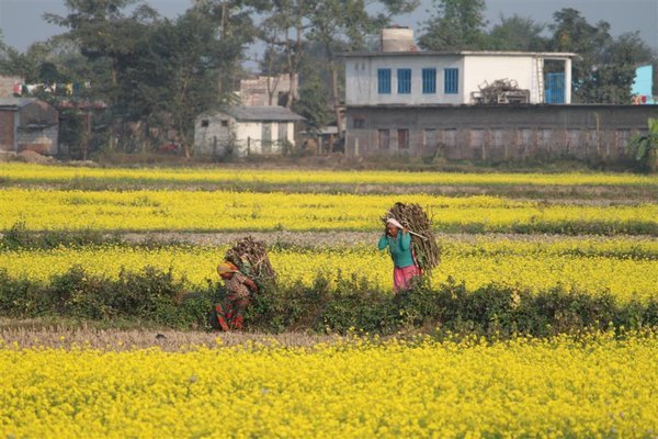 Villagers tending mustard crops