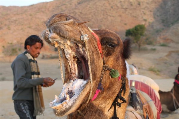 Camel eating  man
