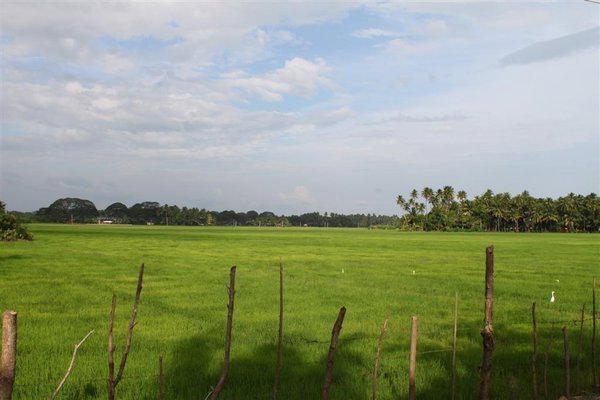 Rice paddy fields in Tissa