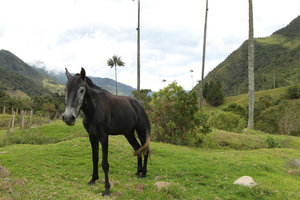 Horse in Valle de Cocora