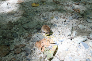 Mouse I almost stepped on..