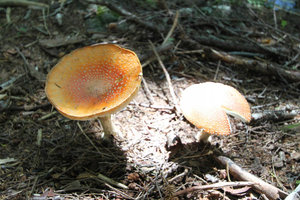 Mushrooms at Myonji-ike Pond, Kamikochi