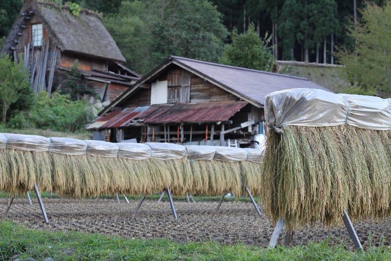 Harvested rice