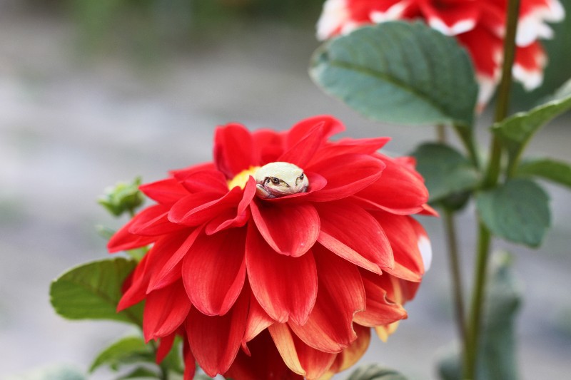 Frog on a flower
