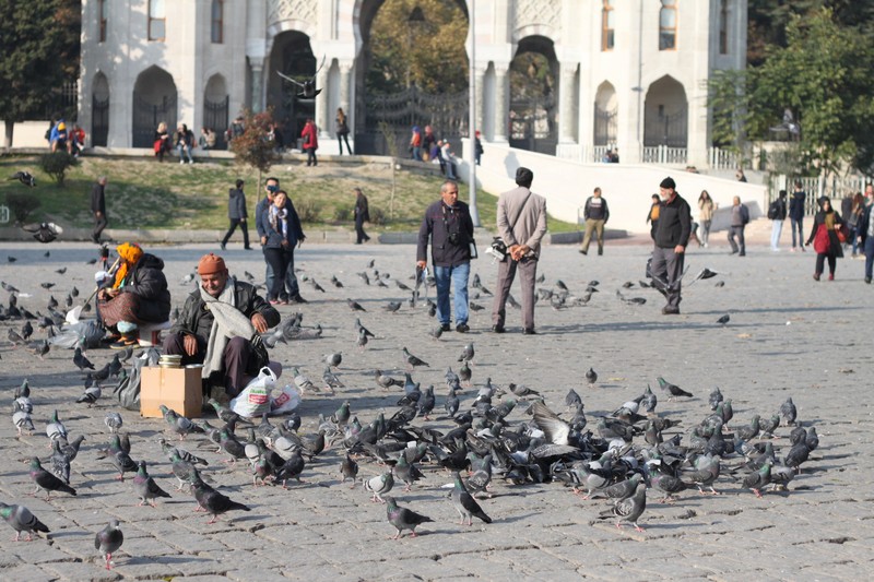 Pigeons near Istanbul University
