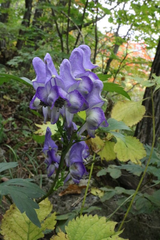 Flowers in Sobaeksan National Park