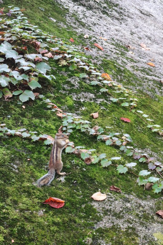 A very cooperative chipmunk, Seoraksan National Park