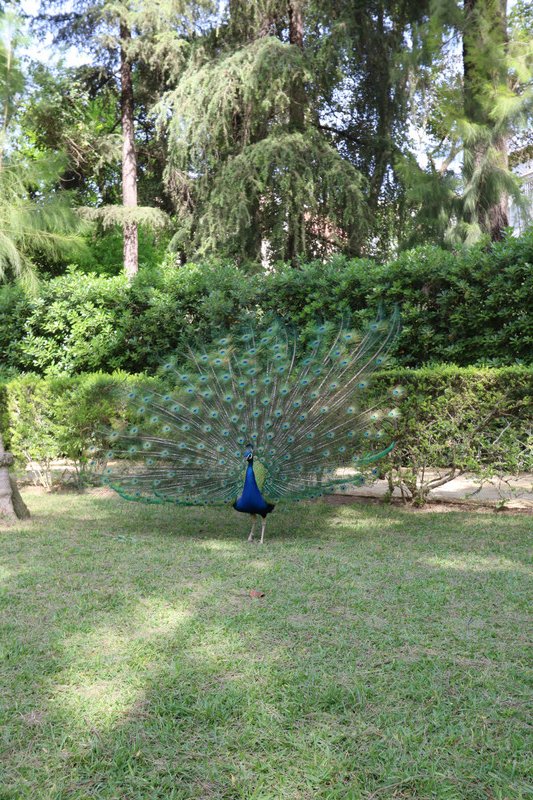 Peacock in the gardens of the Alcazar
