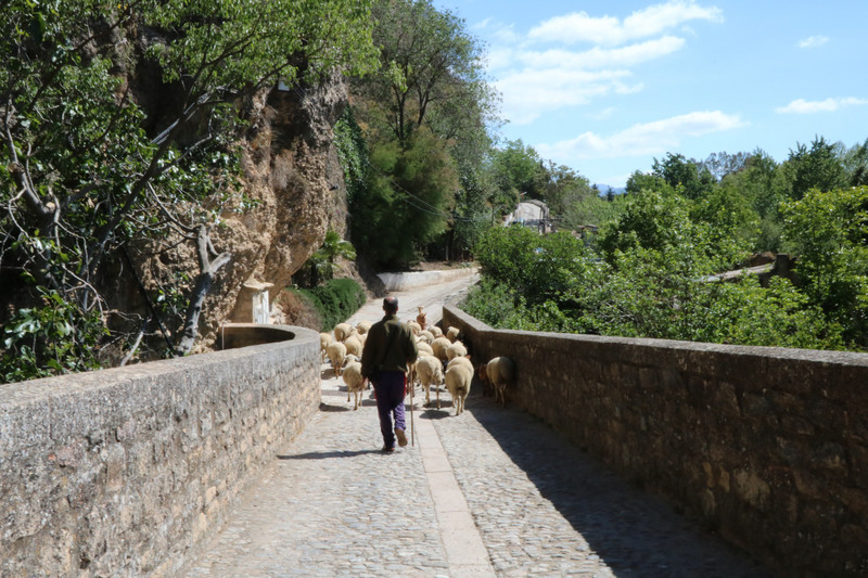 Shepherd on the Roman Bridge