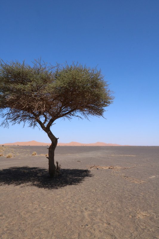 Day Two - Tree in the Sahara