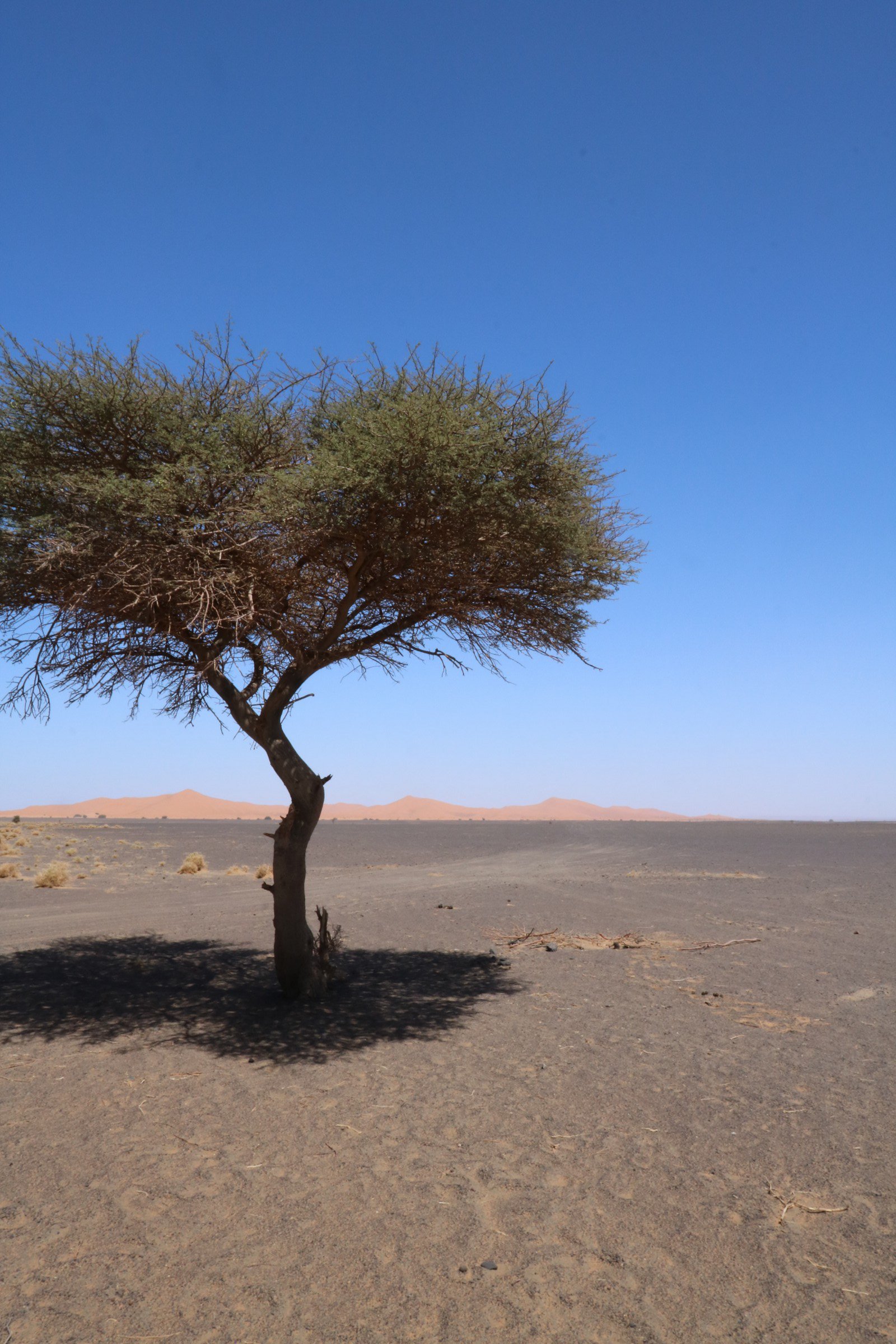 Day Two - Tree in the Sahara | Photo