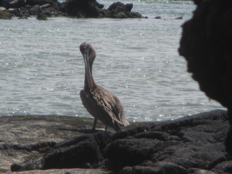 Close up of Pelican
