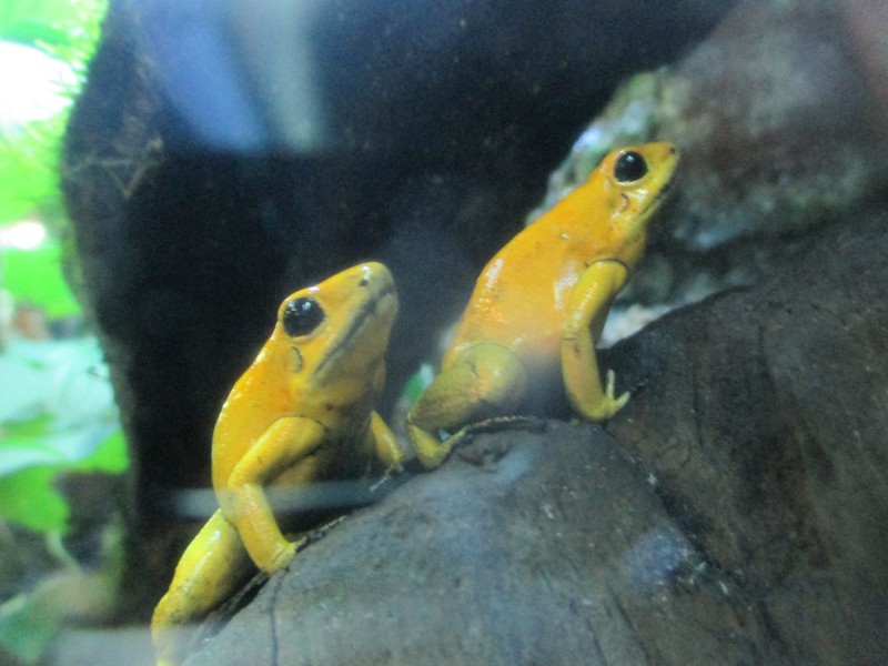 Posinous Frogs