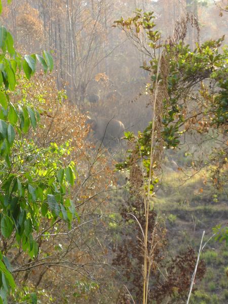 Finally some action - elephants in the mist