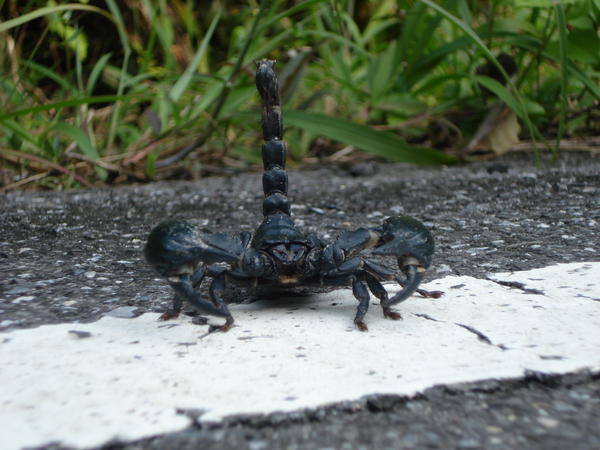 Scorpion... pretty big one too