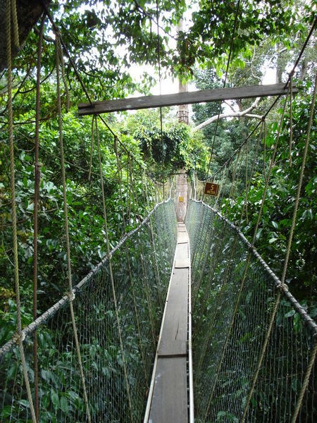 The slightly disappointing canopy walkway!