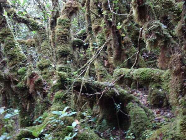 A mossy forest. VERY exciting for nature lovers