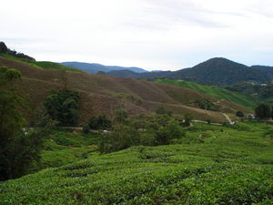 Tea estates