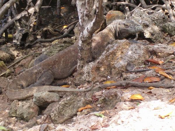 Camouflaged Komodo Dragon