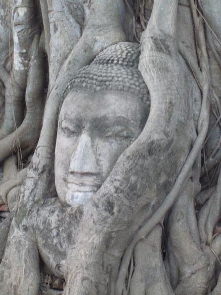 One of the Buddha statues in twisted tree roots