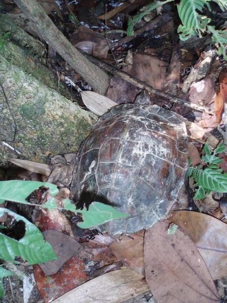 Jungle tortoise