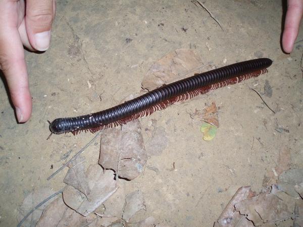 Giant millipede