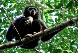 A Gibbon singing