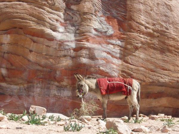 Donkey At Petra