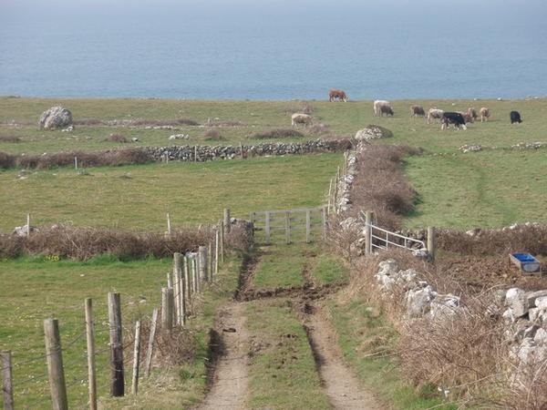 Typical Ireland Farmland