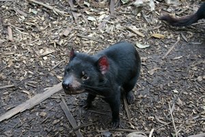 Tasmanian Devils Park