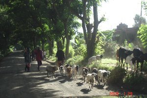 Arusha NP