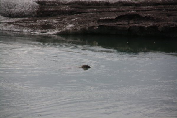 Glacier Lagoon (17)