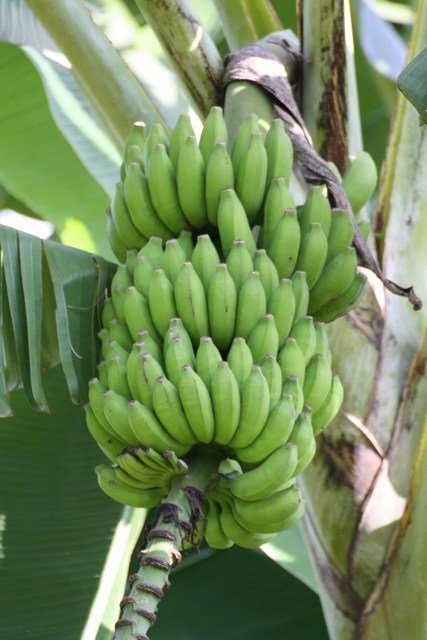 Still green bananas