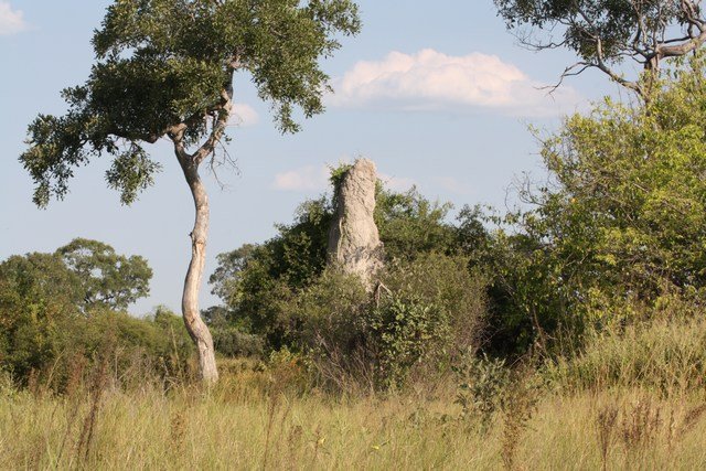 Okavango Delta (50)