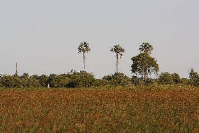 Okavango Delta (51)