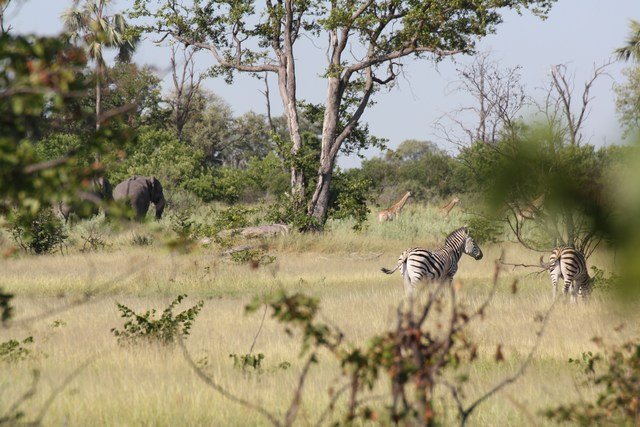 Okavango Delta (61)