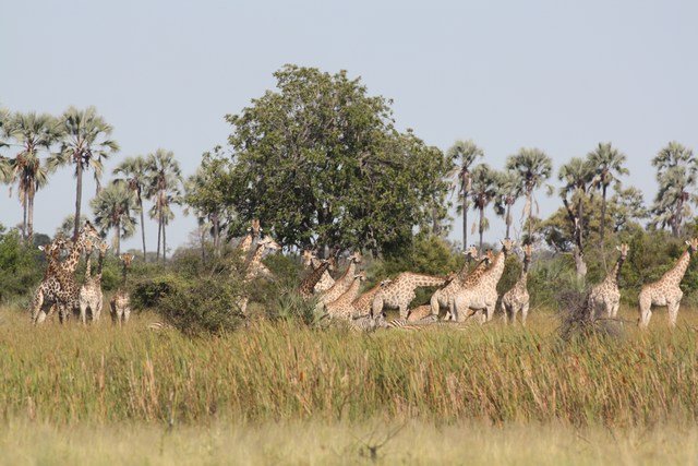 Okavango Delta (65)
