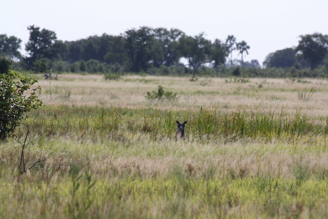 Okavango Delta (66)